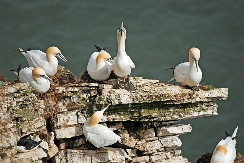 Gannets - Gannets