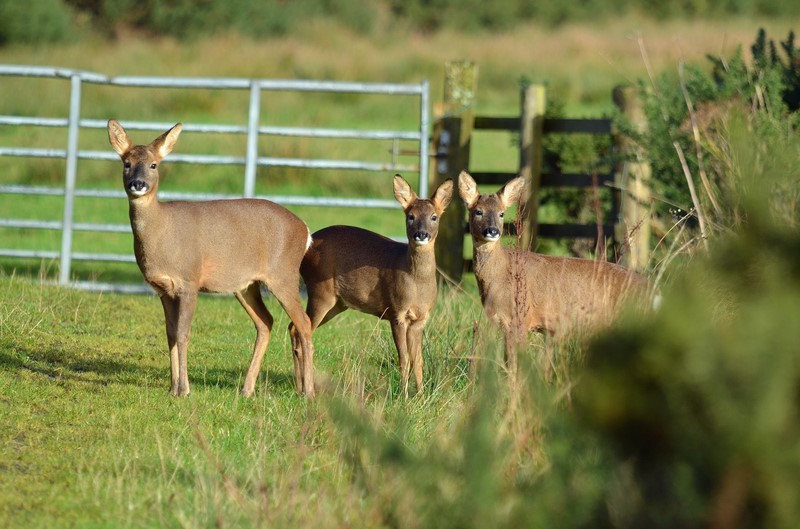 Roe Deer - Roe Deer