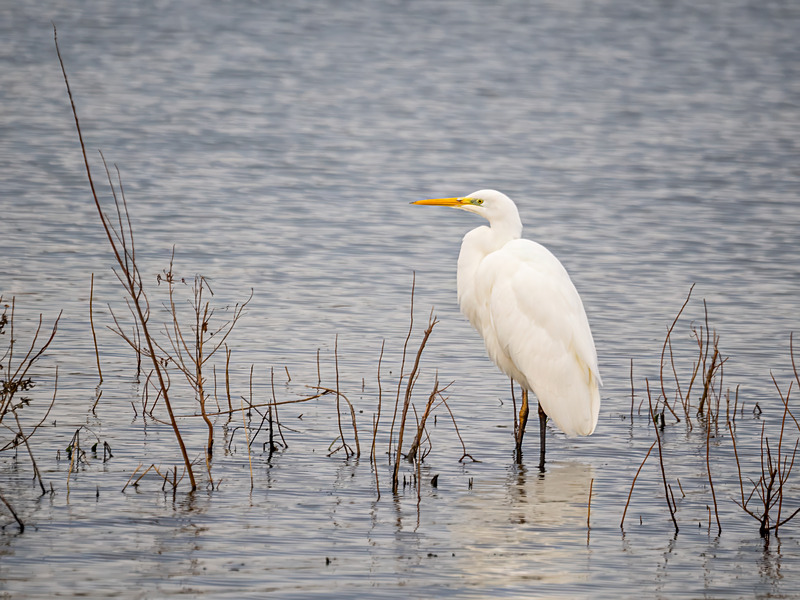 Great White Egret - Latest photos
