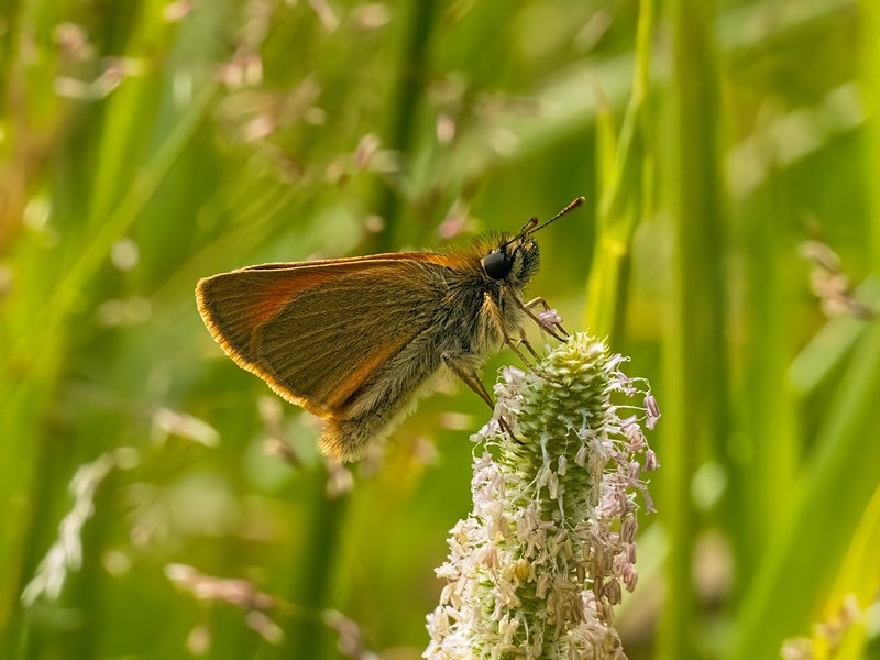 Small Skipper - Butterflies