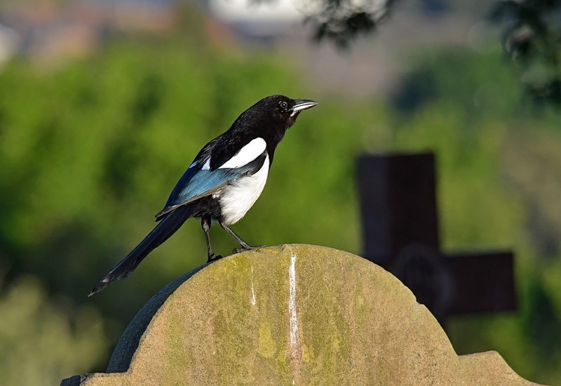 Magpie - Crows