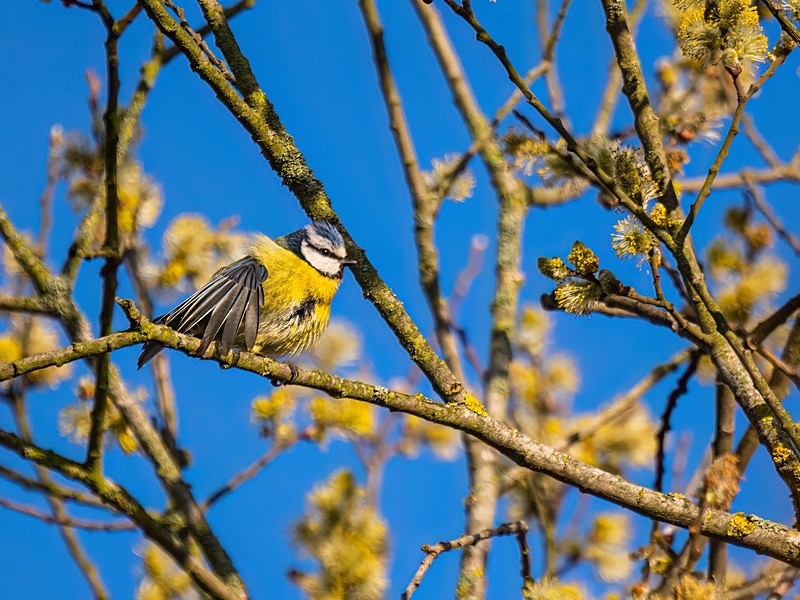 Blue Tit - Tits