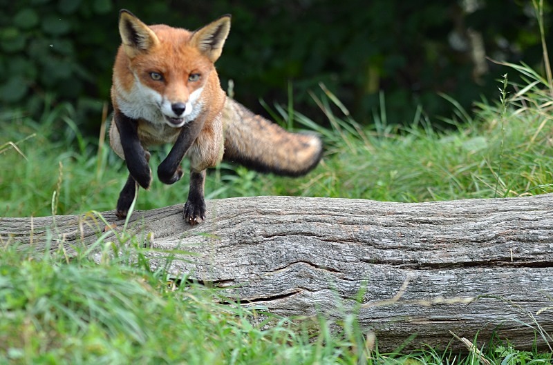 Red Fox - Red Fox