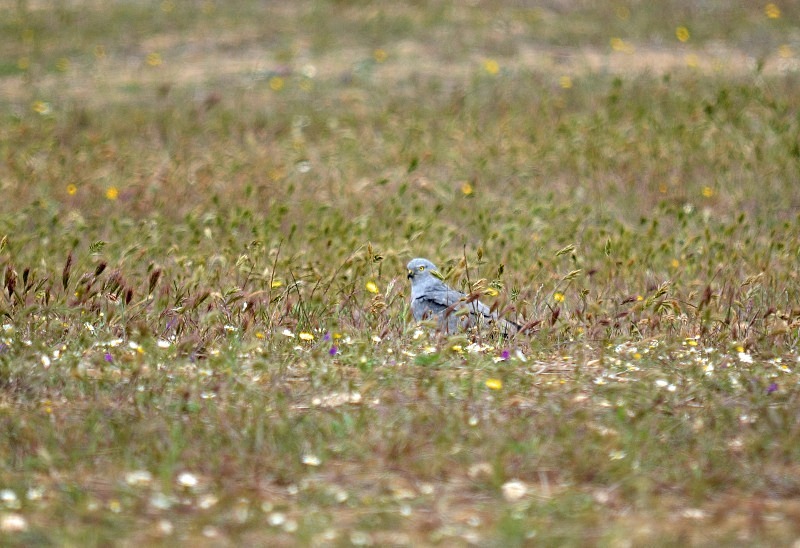 Montagu's Harrier - South and west Spain - April and May 2012