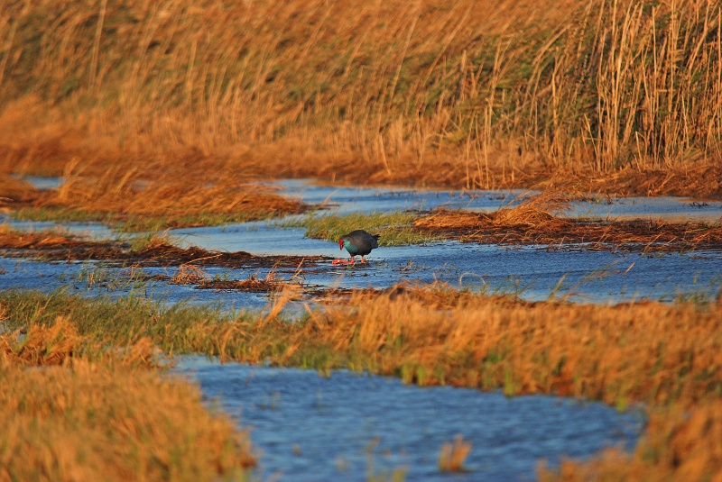 Western Purple Swamphen - Catalunya