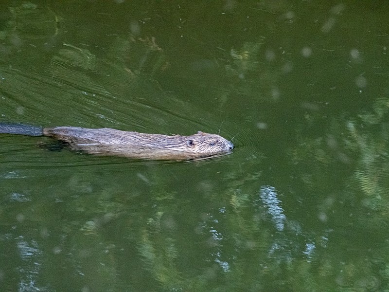 Eurasian Beaver - Eurasian Beaver