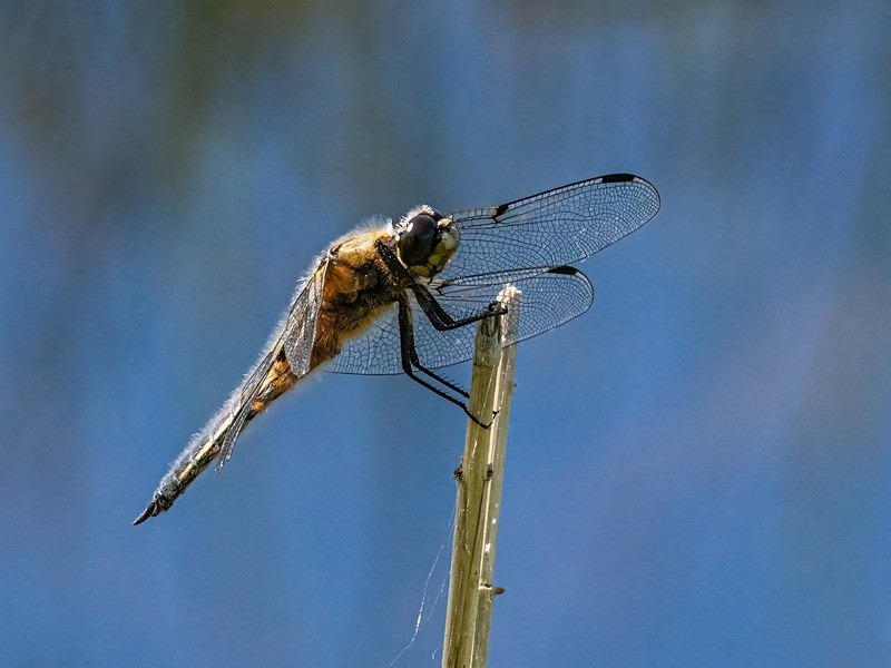 Four-spotted Chaser - Dragonflies and damselflies