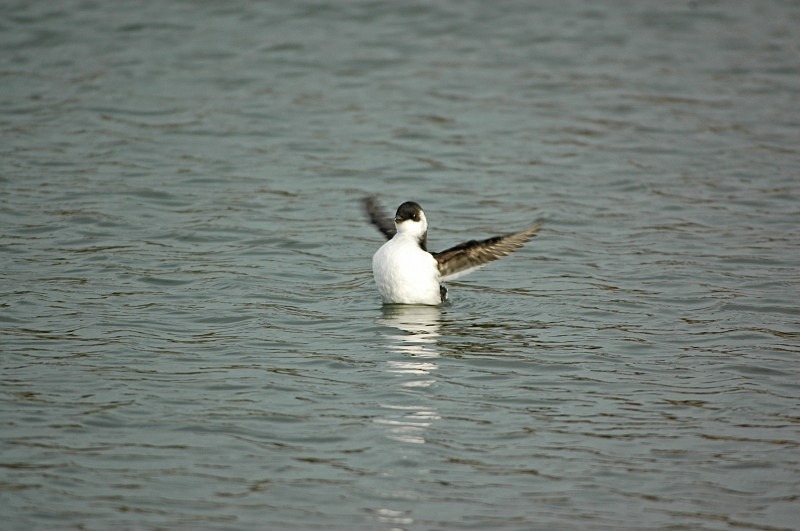 Little Auk - Auks