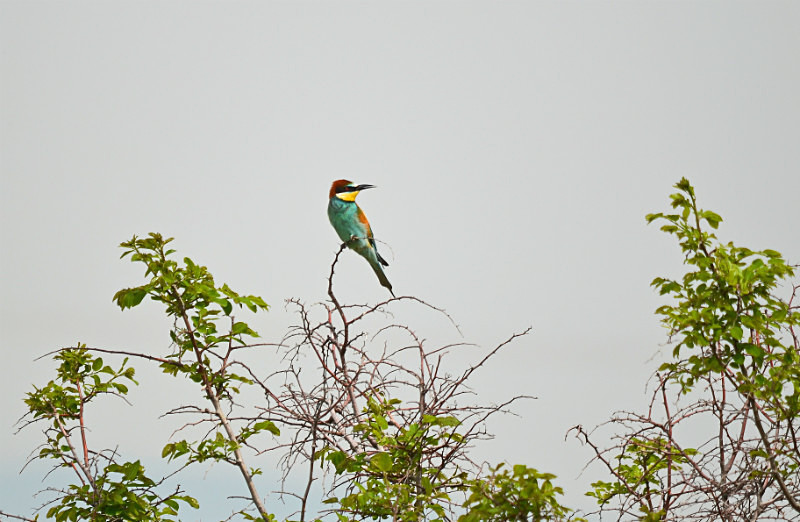 European Bee-eater - East Macedonia and Thrace