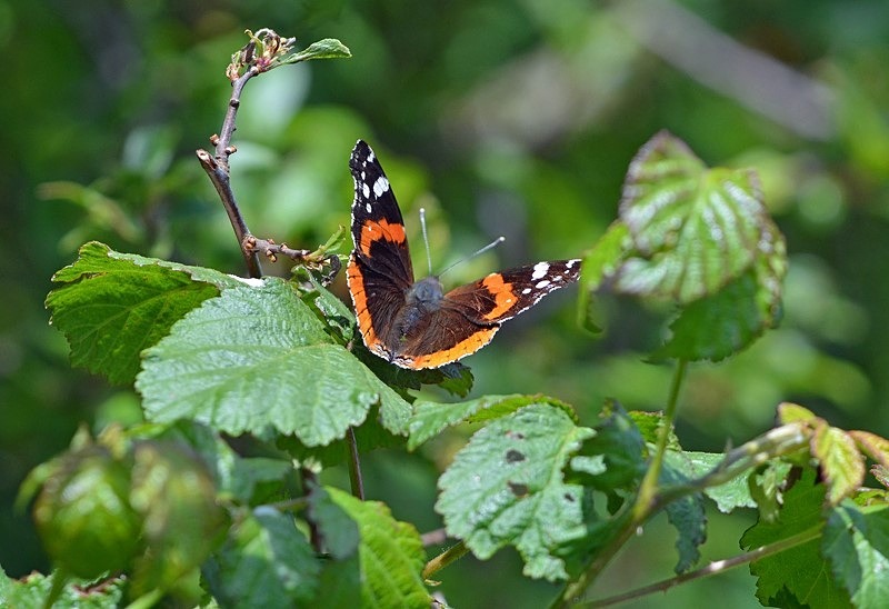 Red Admiral - Butterflies