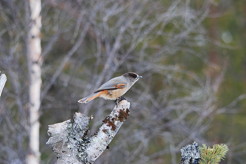 Siberian Jay - Finland