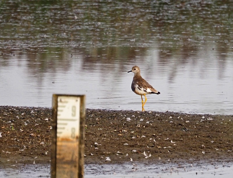 White-tailed Lapwing - Plovers