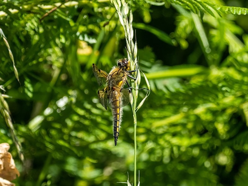 Four-spotted Chaser - Dragonflies and damselflies