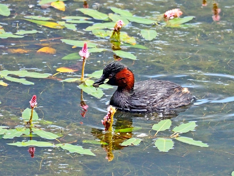Little Grebe - Grebes
