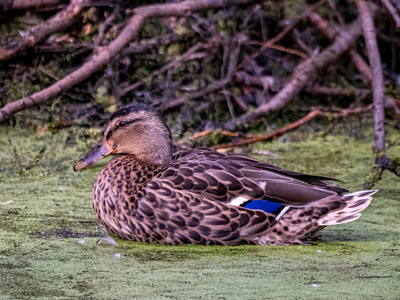 Mallard - Latest photos