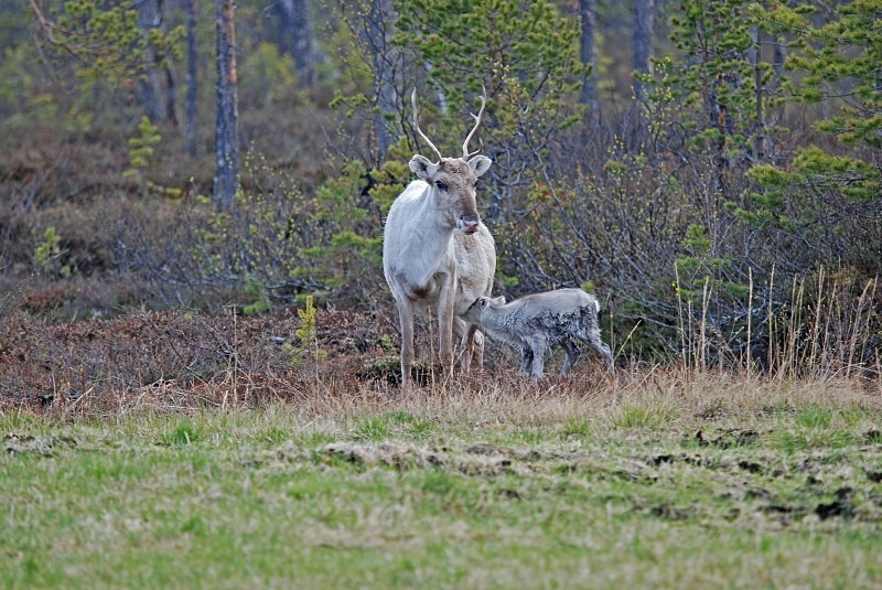 Reindeer - North Finland and north Norway - May and June 2009
