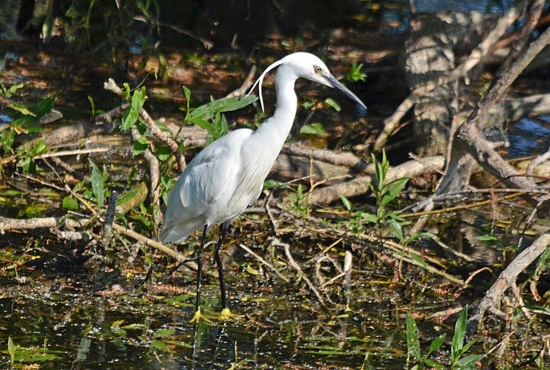 Little Egret - Herons and egrets