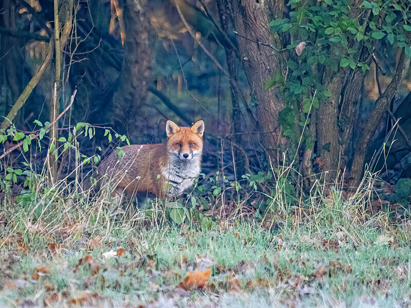 Red Fox - Latest photos