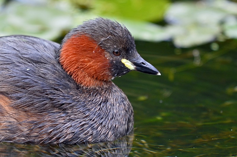 Little Grebe - Grebes