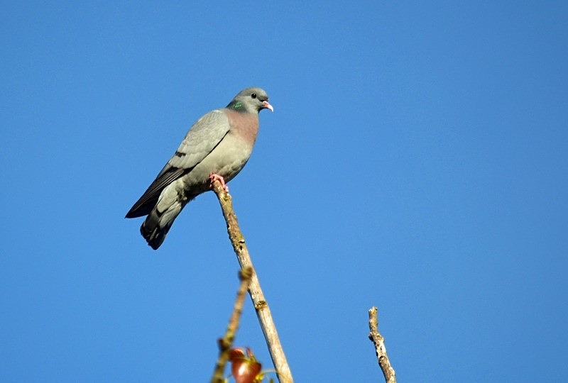 Stock Dove - Pigeons and doves