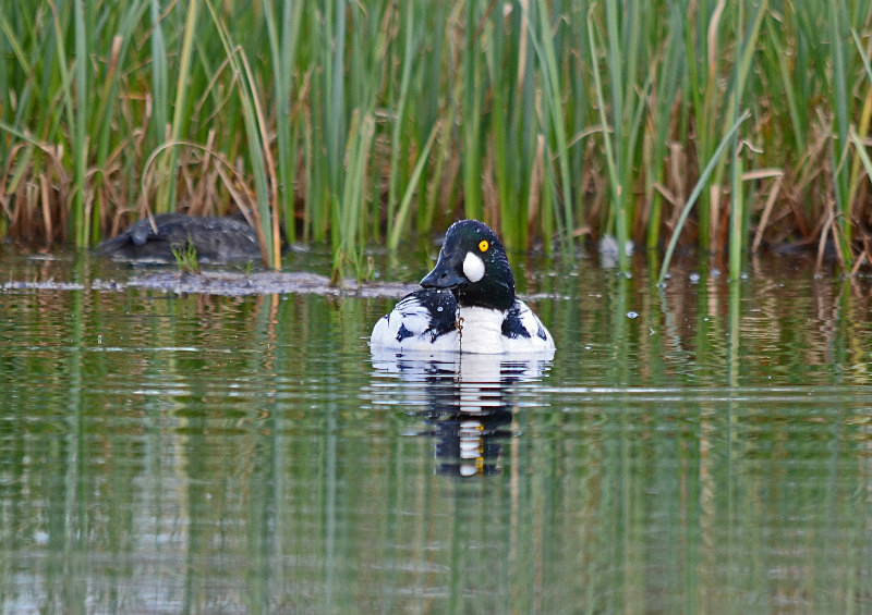 Goldeneye - North east Finland