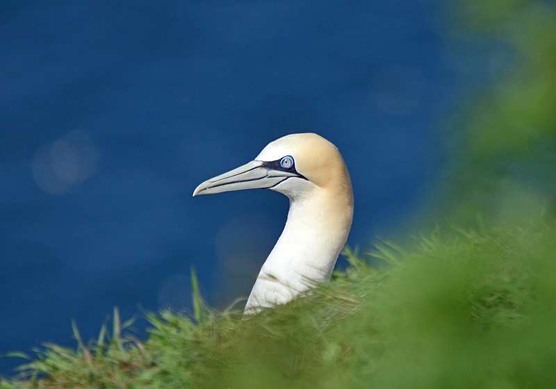 Gannet - Gannets