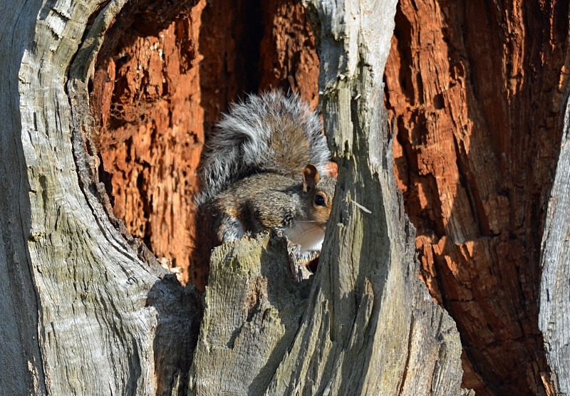 Grey Squirrel - Grey Squirrels