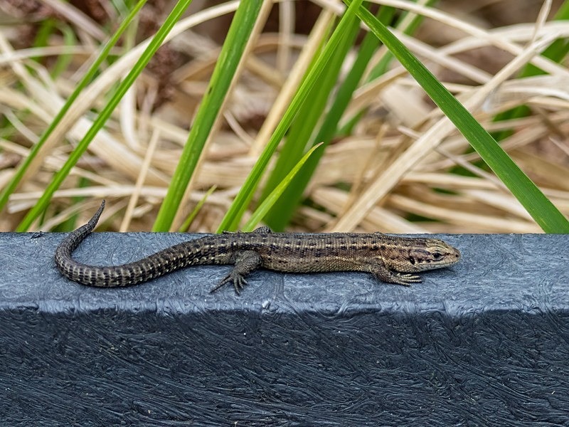 Common Lizard - Lizards