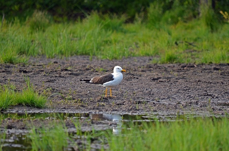 Baltic Gull - North Finland - part 2