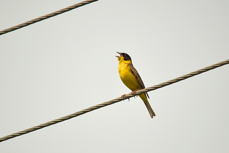 Black-headed Bunting - East Macedonia and Thrace