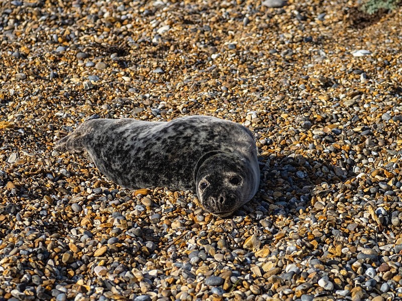 Atlantic Grey Seal - Atlantic Grey Seals