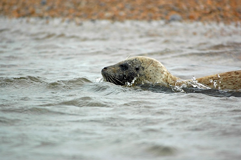 Common Seal - Common Seals