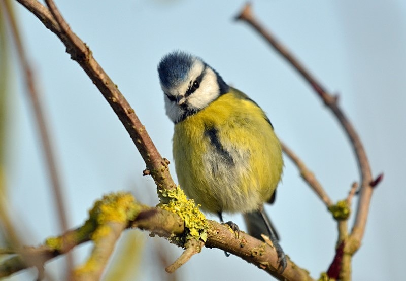 Blue Tit - Tits