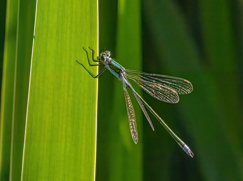 Emerald Damselfly - Dragonflies and damselflies