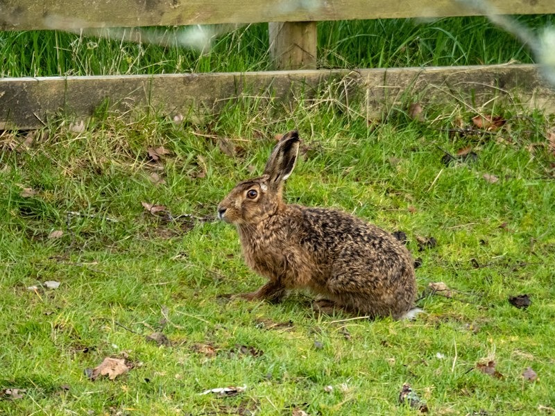 Brown Hare - Other mammals