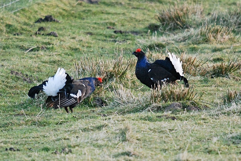 Black Grouse - Game birds