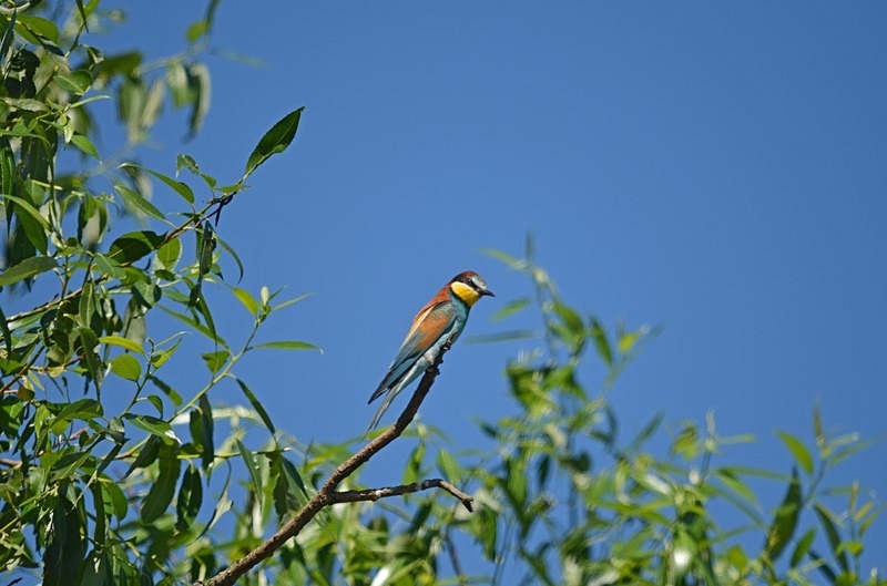 European Bee-eater - Slovakia