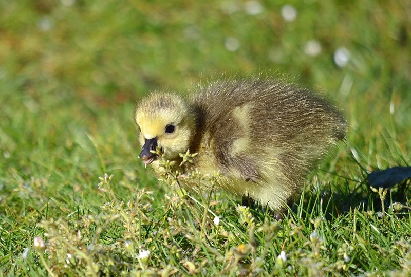 Canada Goose gosling