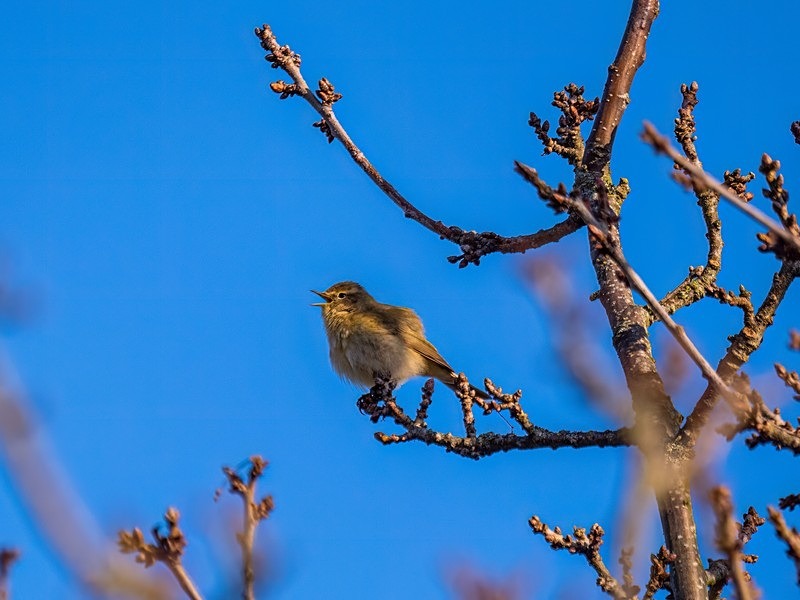 Chiffchaff - Warblers
