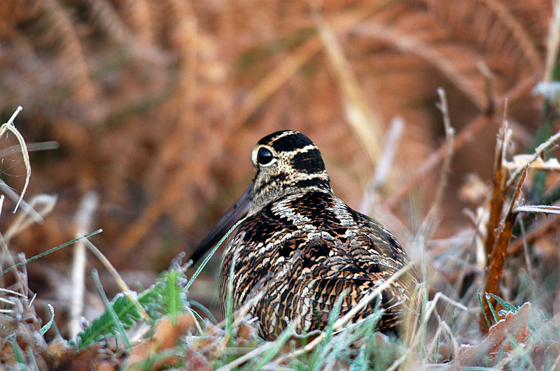 Woodcock - Snipes and woodcocks
