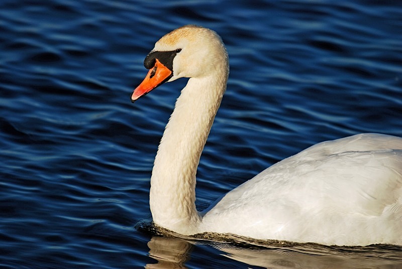 Mute Swan - Mute Swans