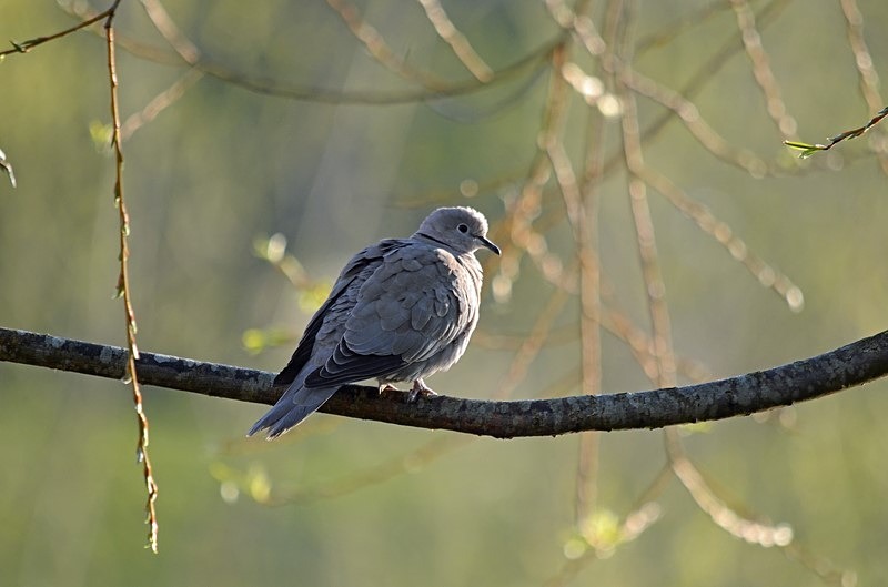 Collared Dove - Pigeons and doves