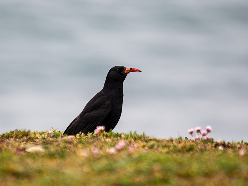 Chough - Latest photos
