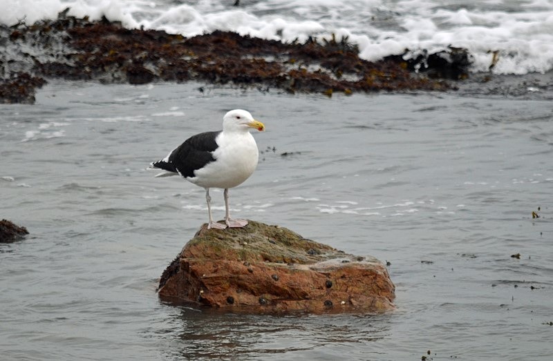 Great Black-backed Gull - Ireland - January and February 2020