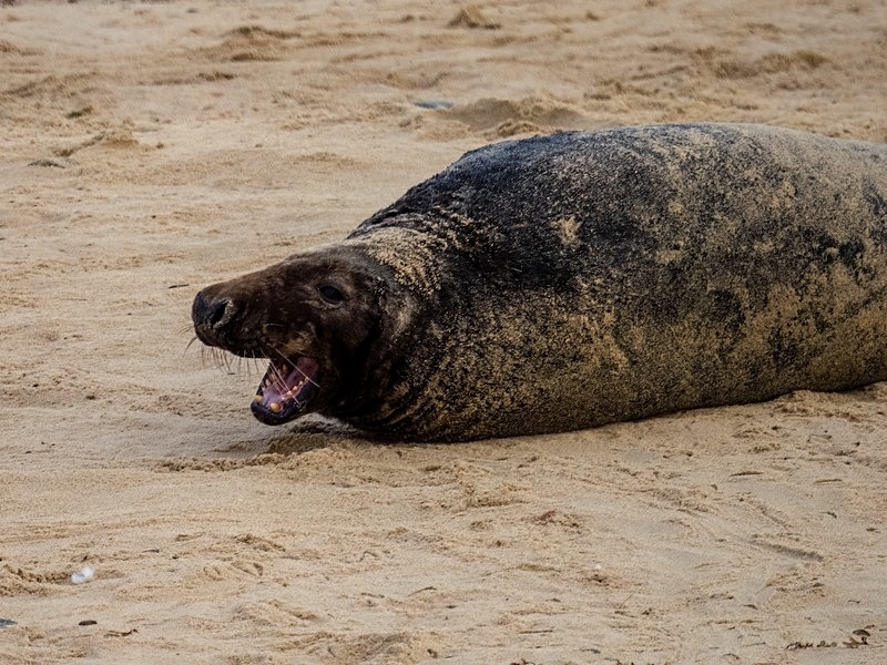 Atlantic Grey Seal - Atlantic Grey Seals