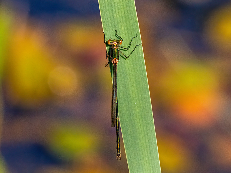 Emerald Damselfly - Latest photos