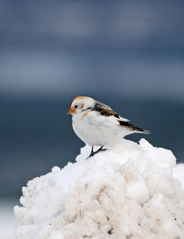 Snow Bunting - Buntings