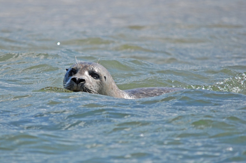Common Seal - Common Seals