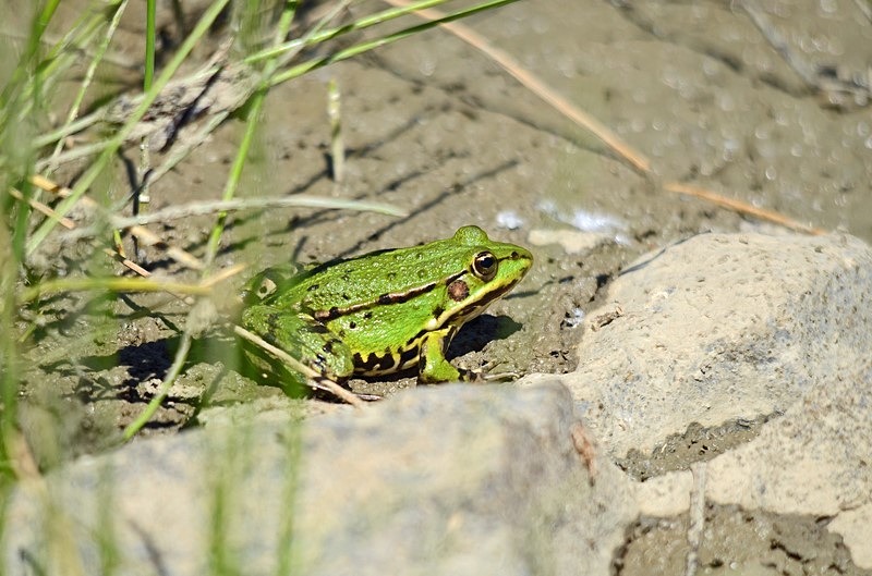 Marsh Frog - Slovakia