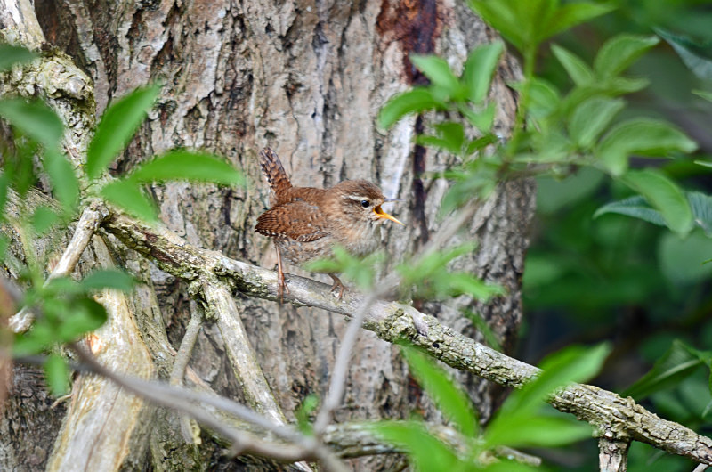 Wren - Wrens